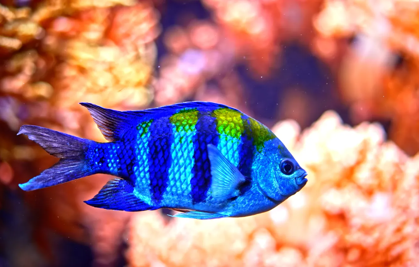 Фото обои sea, blue, fish