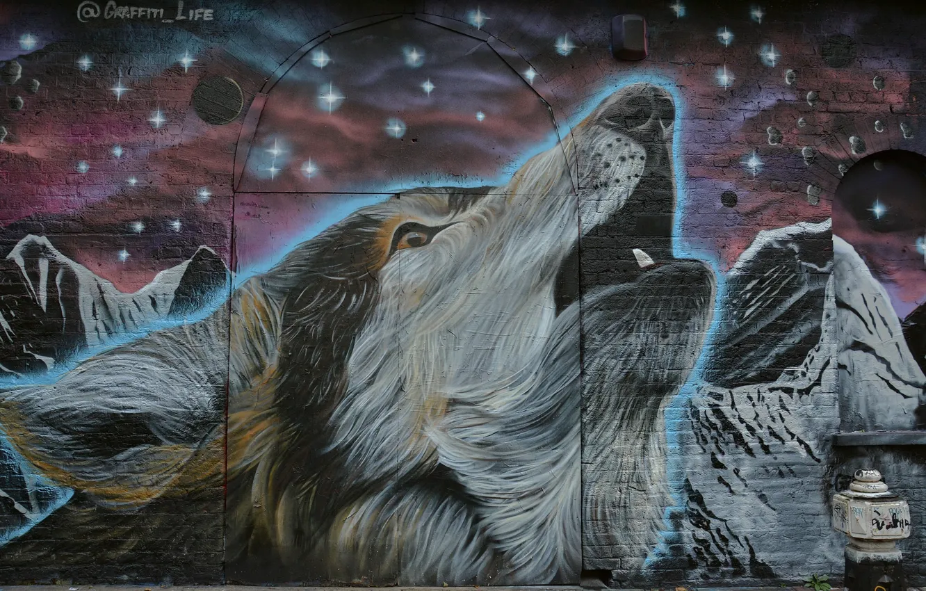 Фото обои морда, звезды, фон, стена, граффити, волк, Graffiti