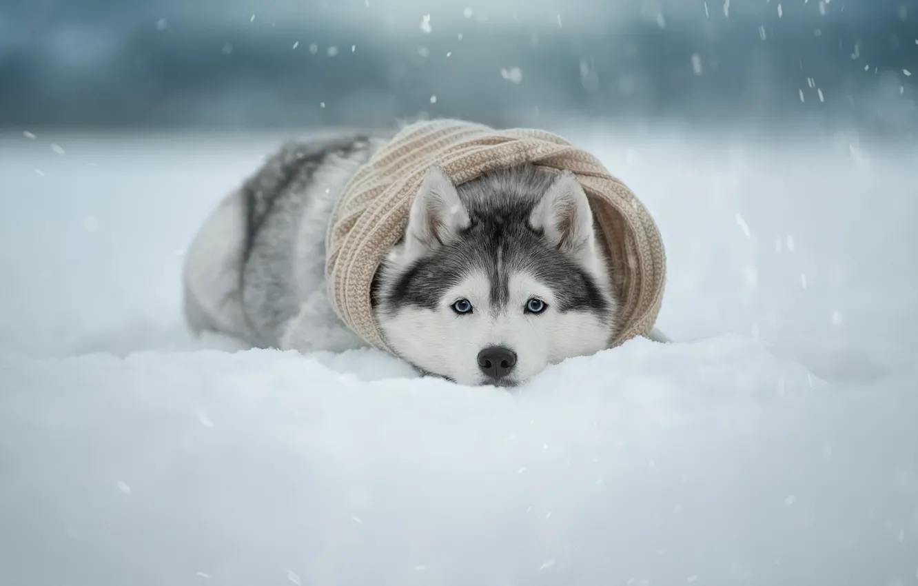 Фото обои зима, взгляд, снег, собака, шарф, мордашка, Хаски