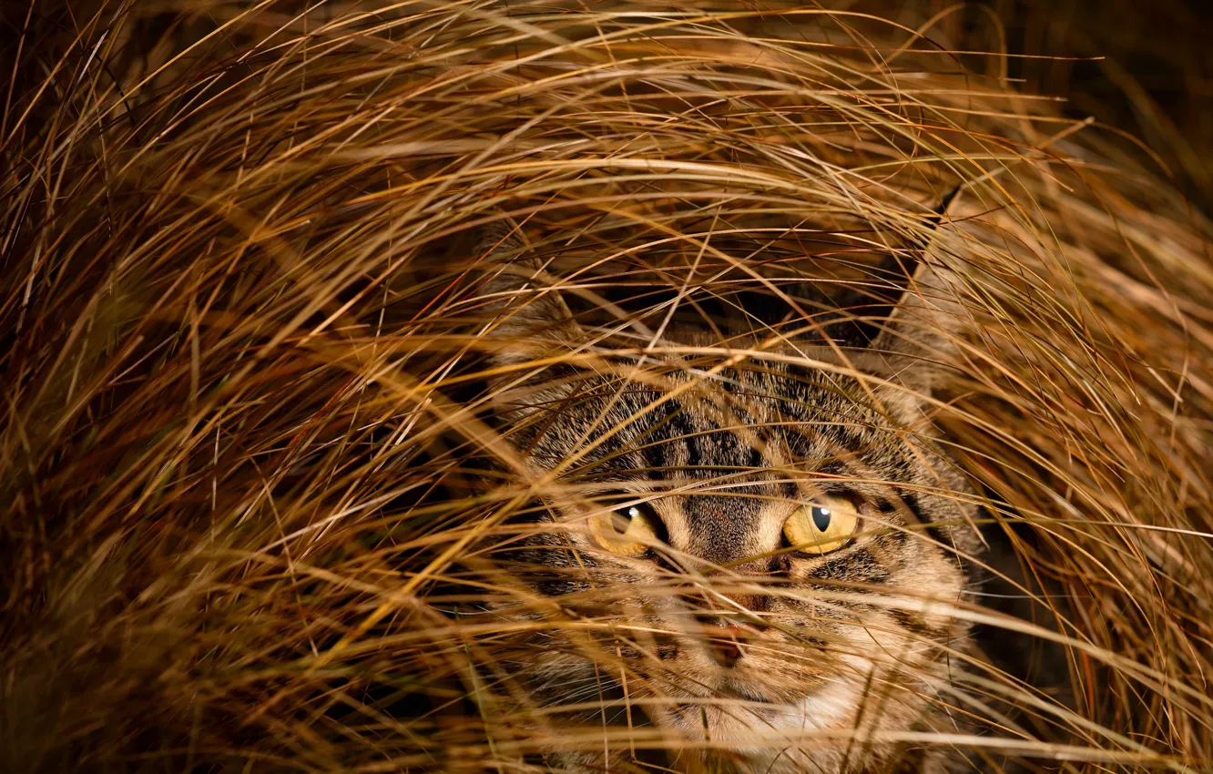 Фото обои трава, глаза, кот, взгляд