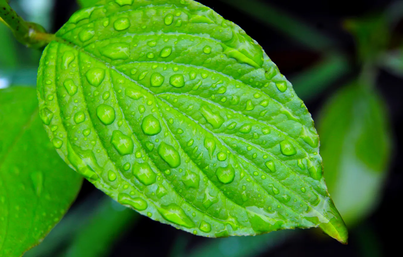 Фото обои water, drops, leaf