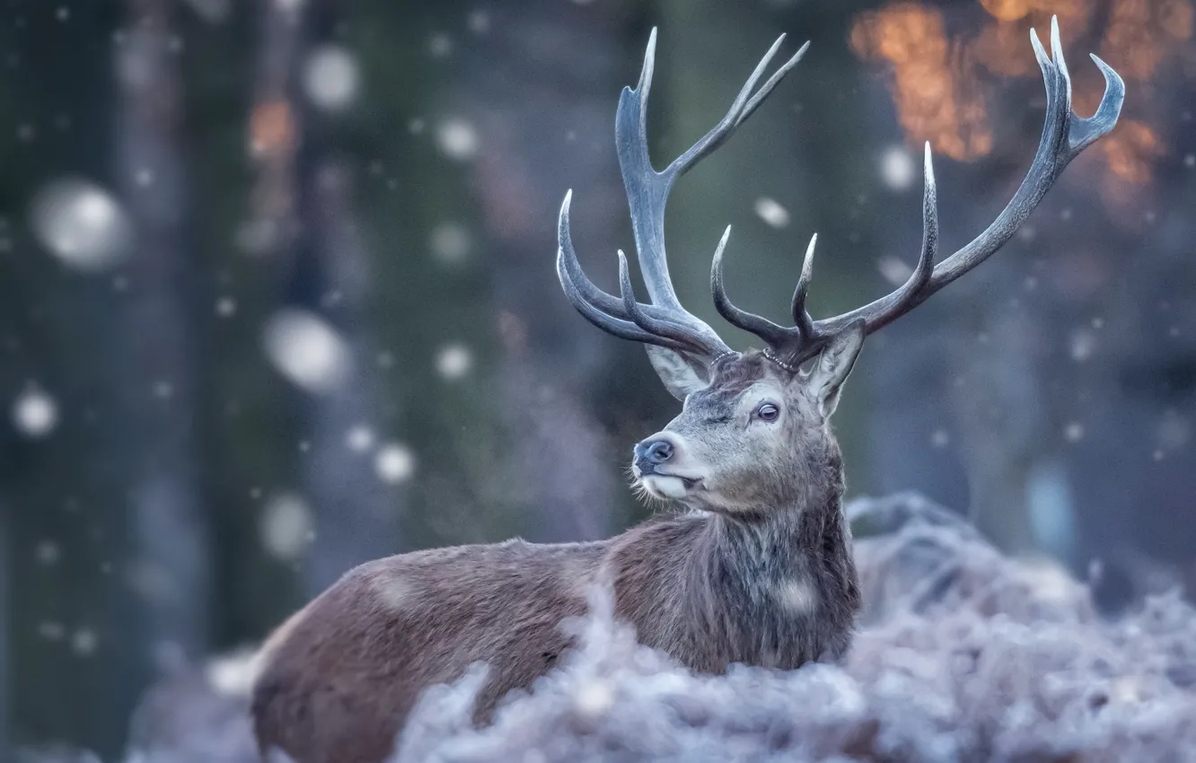 Фото обои зима, природа, олень, рога, снегопад, боке