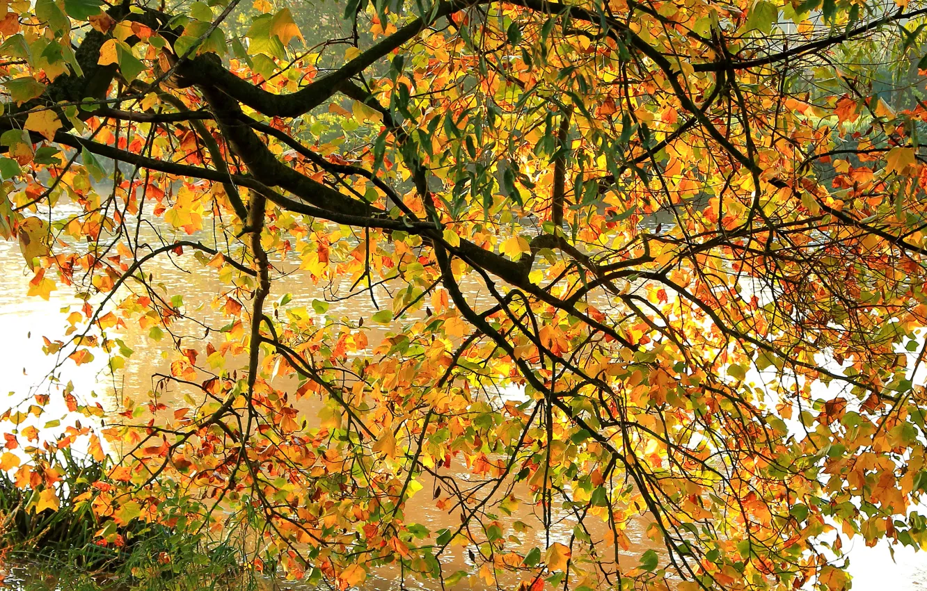 Фото обои осень, листья, ветки, река, дерево