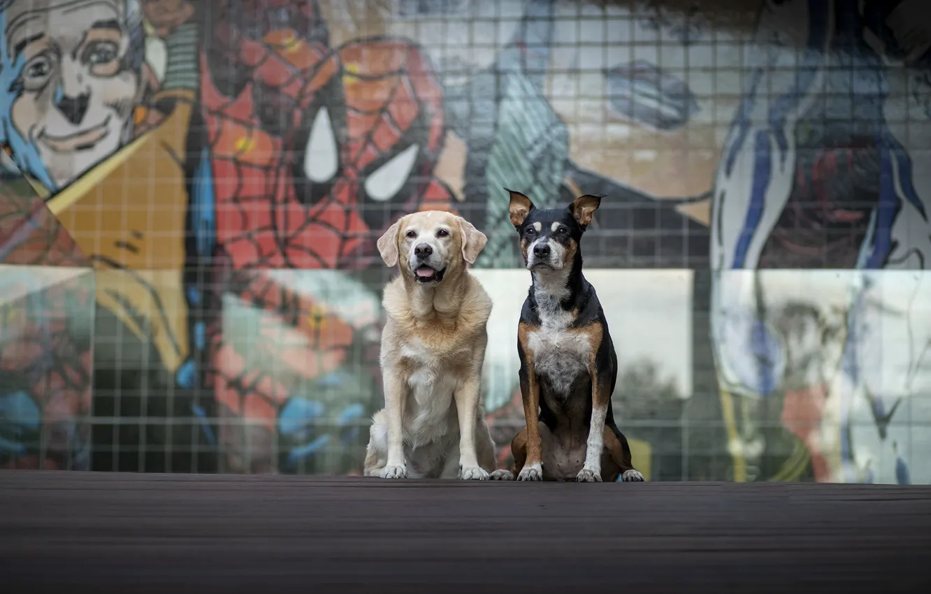 Фото обои собаки, улица, друзья