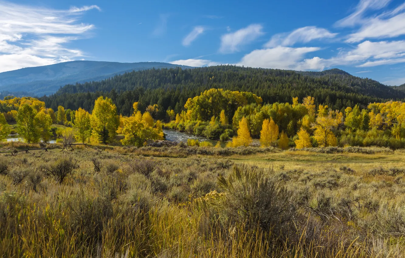 Фото обои осень, лес, трава, деревья, горы, желтые, США, речка