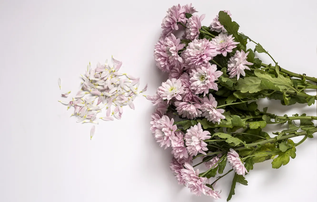 Фото обои цветы, фон, розовые, хризантемы, wood, pink, flowers, violet