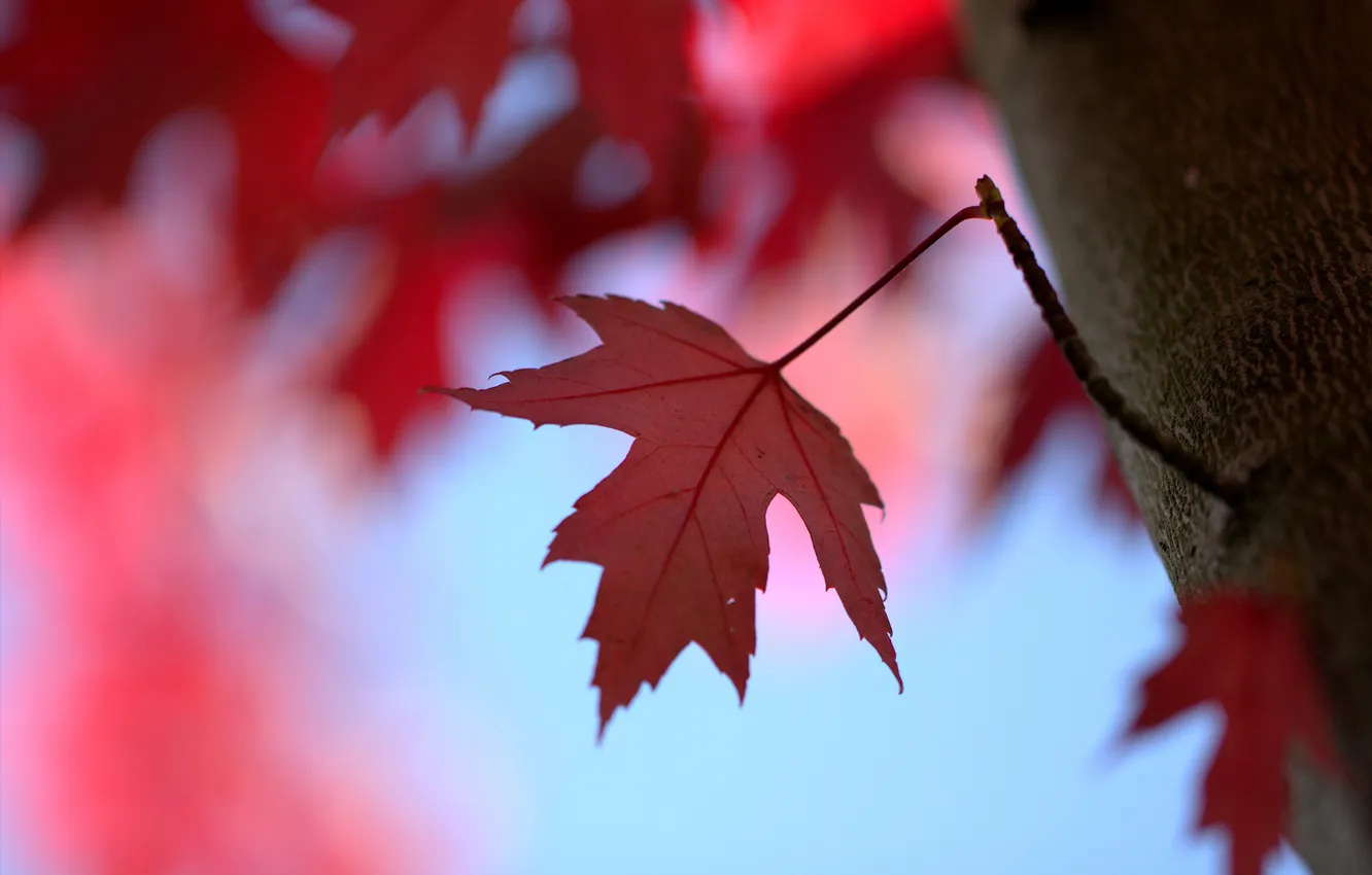 Фото обои красный, лист, дерево, ветка, кленовый