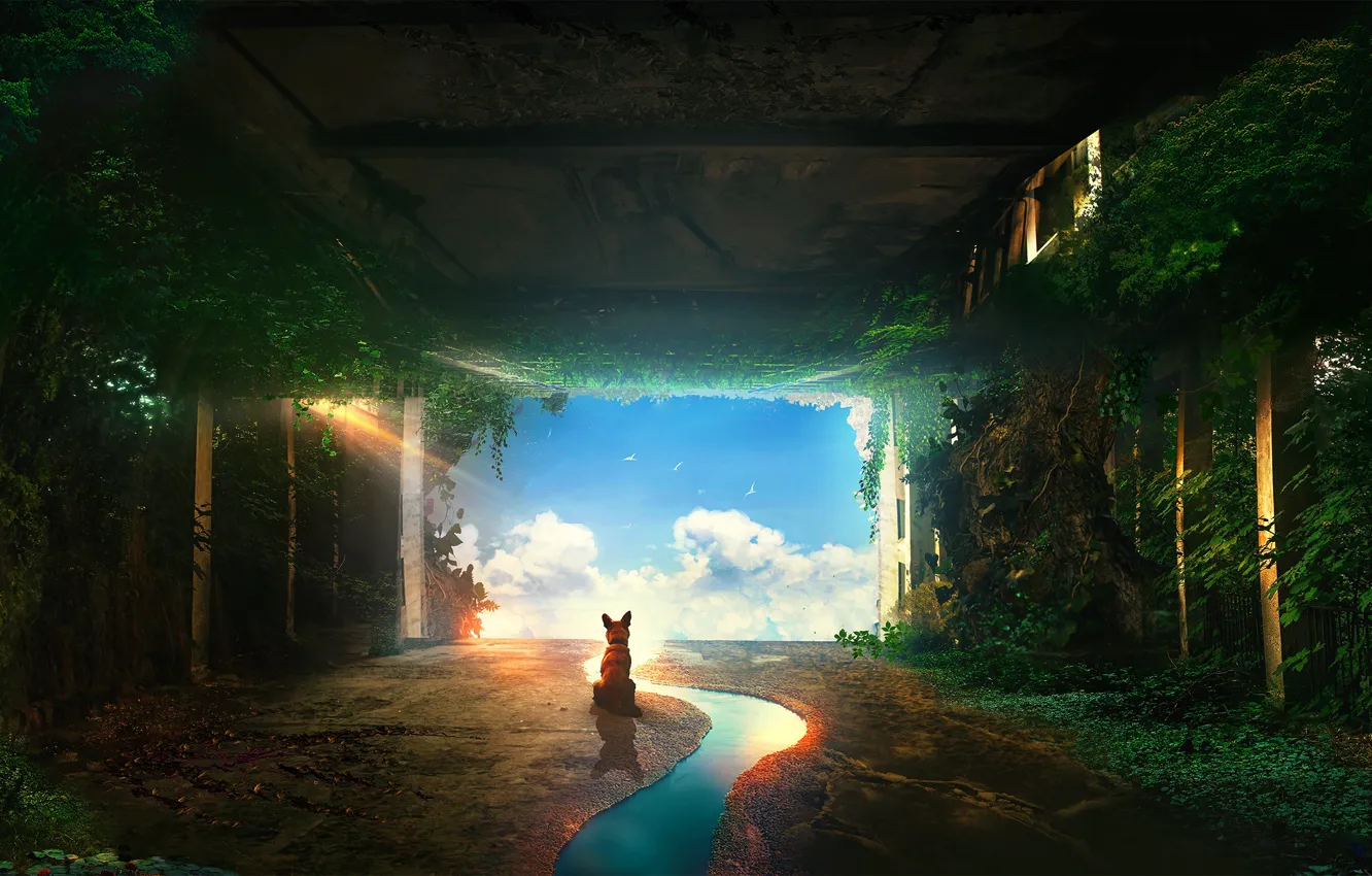 Фото обои небо, вода, собака, тунель, by t1na