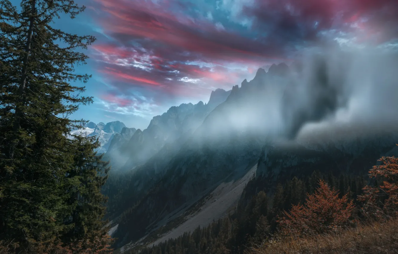 Фото обои горы, туман, дерево, ель