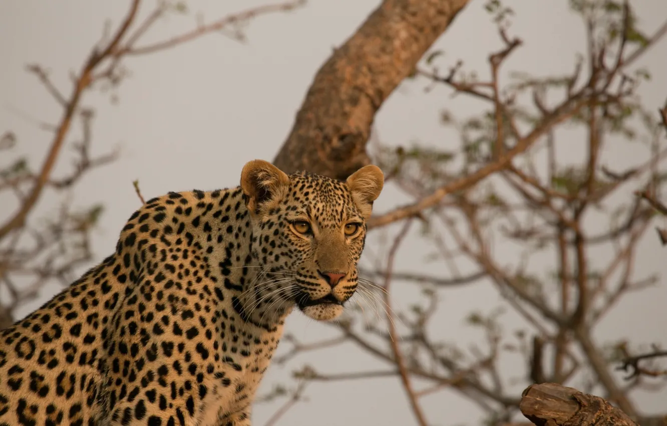 Фото обои морда, хищник, леопард, Африка, дикая кошка