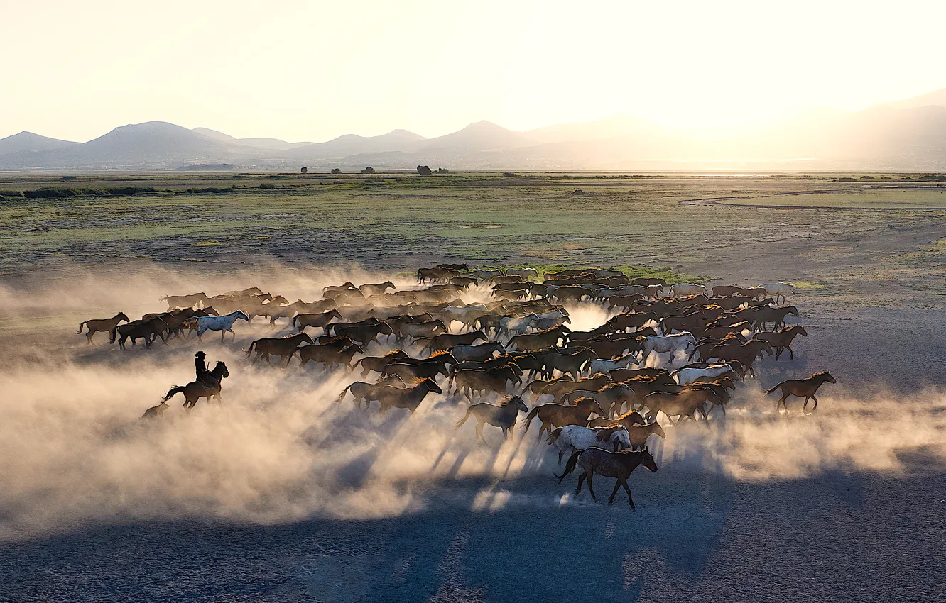 Фото обои field, mountain, cowboy, wild horses