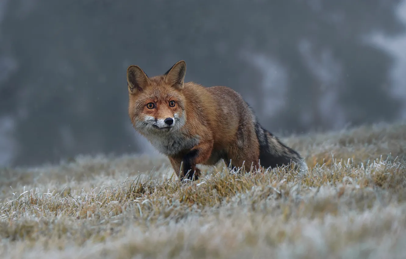 Фото обои зима, иней, трава, природа, поза, животное, лиса, лисица