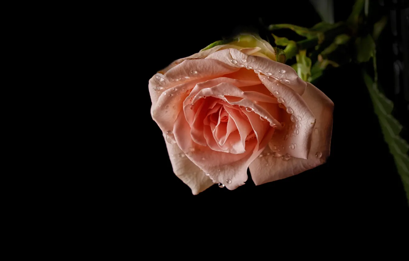 Фото обои капли, розовая, нежность, роза, бутон, чёрный фон
