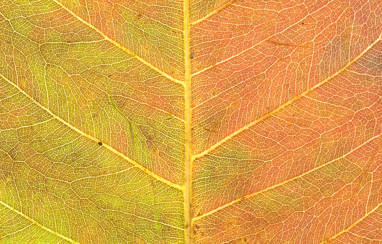 Фото обои осень, желтый, лист, текстура