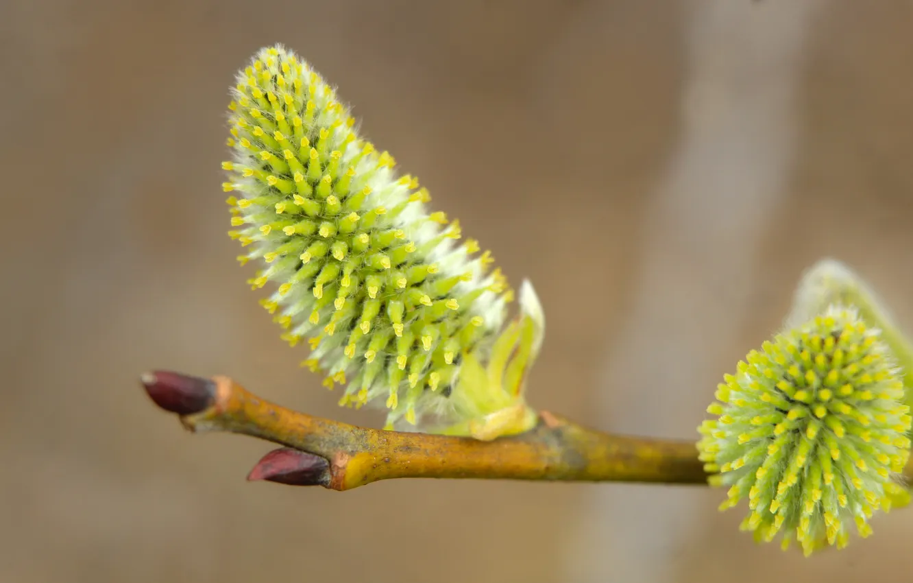 Фото обои spring, twig, base kitten