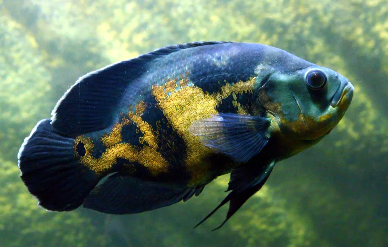 Фото обои animals, fish, aquarium, undersea world, cichlid, astronotus