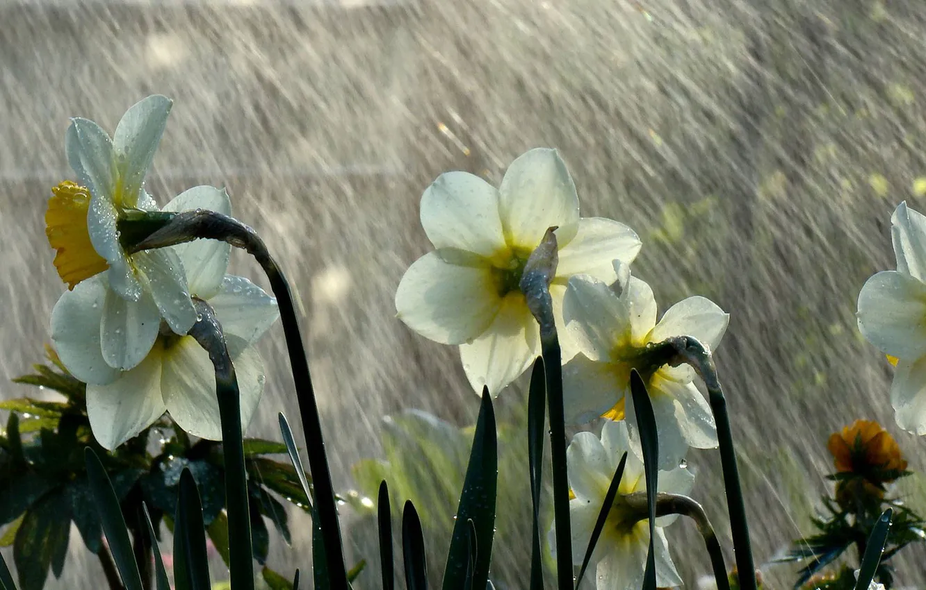 Фото обои лето, капли, макро, цветы, дождь, белые, нарциссы