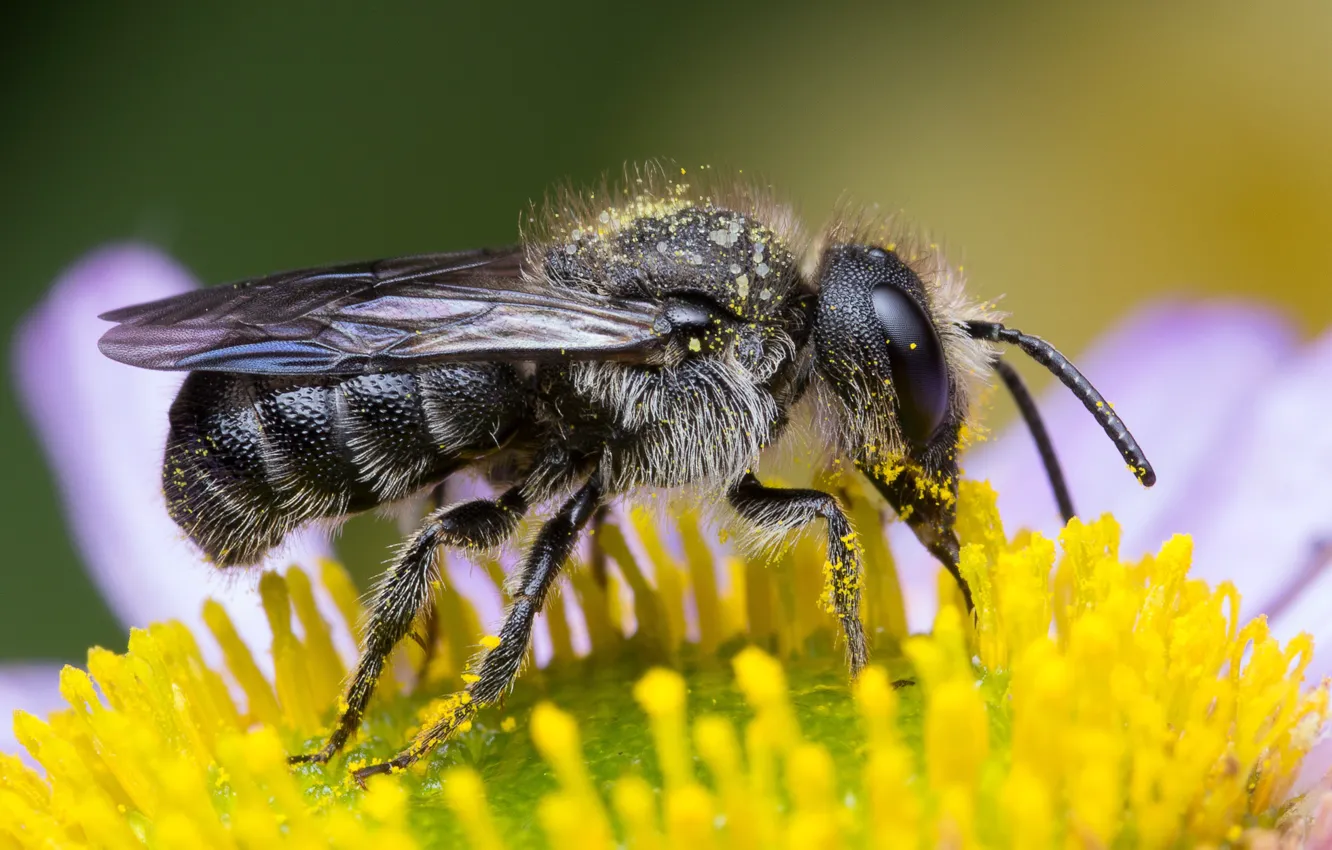 Фото обои цветок, глаза, макро, желтый, пчела, фон, пыльца, ромашка