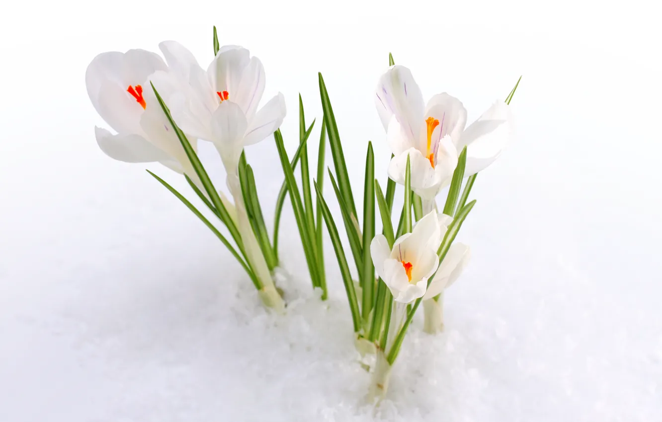 Фото обои снег, цветы, весна, крокусы, бутоны, первоцвет