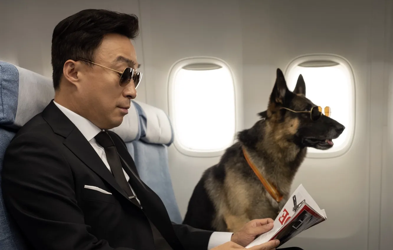 Фото обои собака, очки, газета, мужчина, в самолёте, Mr. Zoo The Missing VIP