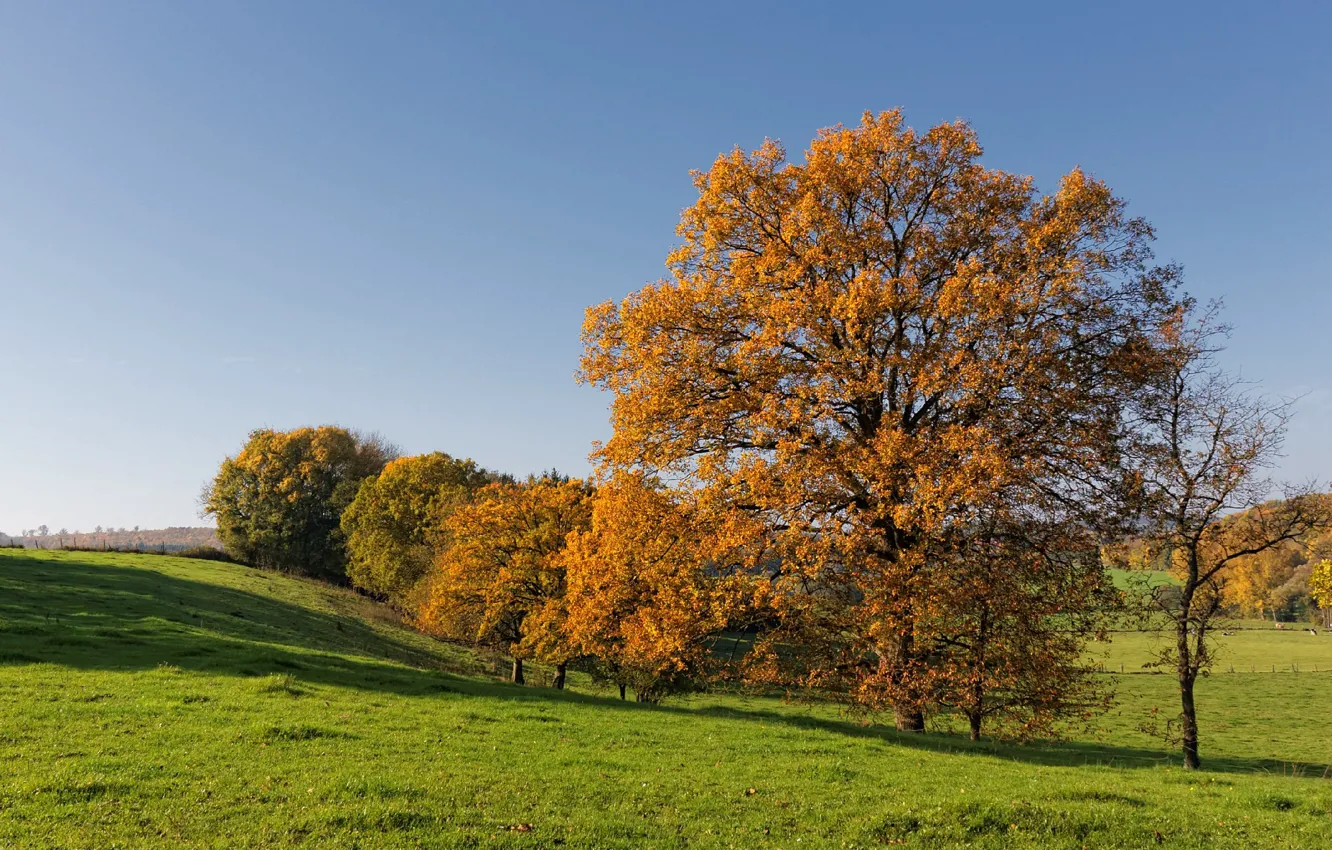 Фото обои поле, осень, небо, трава, деревья, холмы