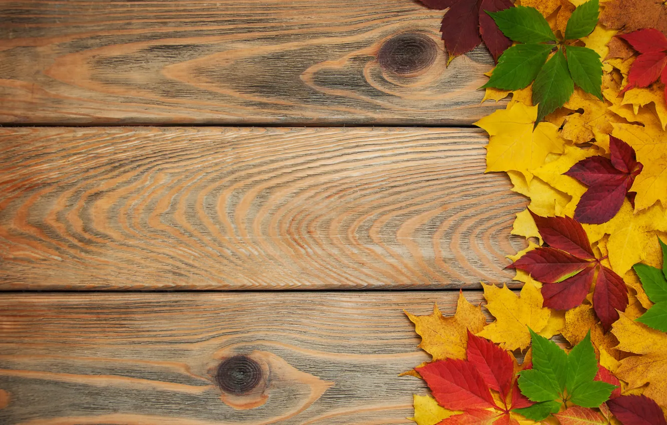 Фото обои осень, листья, фон, доски, colorful, клен, wood, autumn