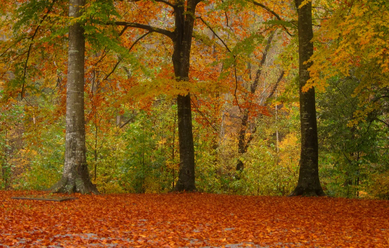 Фото обои парк, листва, Осень, park, autumn, leaves, fall