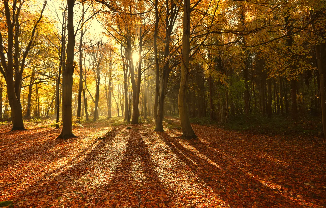 Фото обои осень, лес, солнце, лучи, свет, деревья, природа, листва