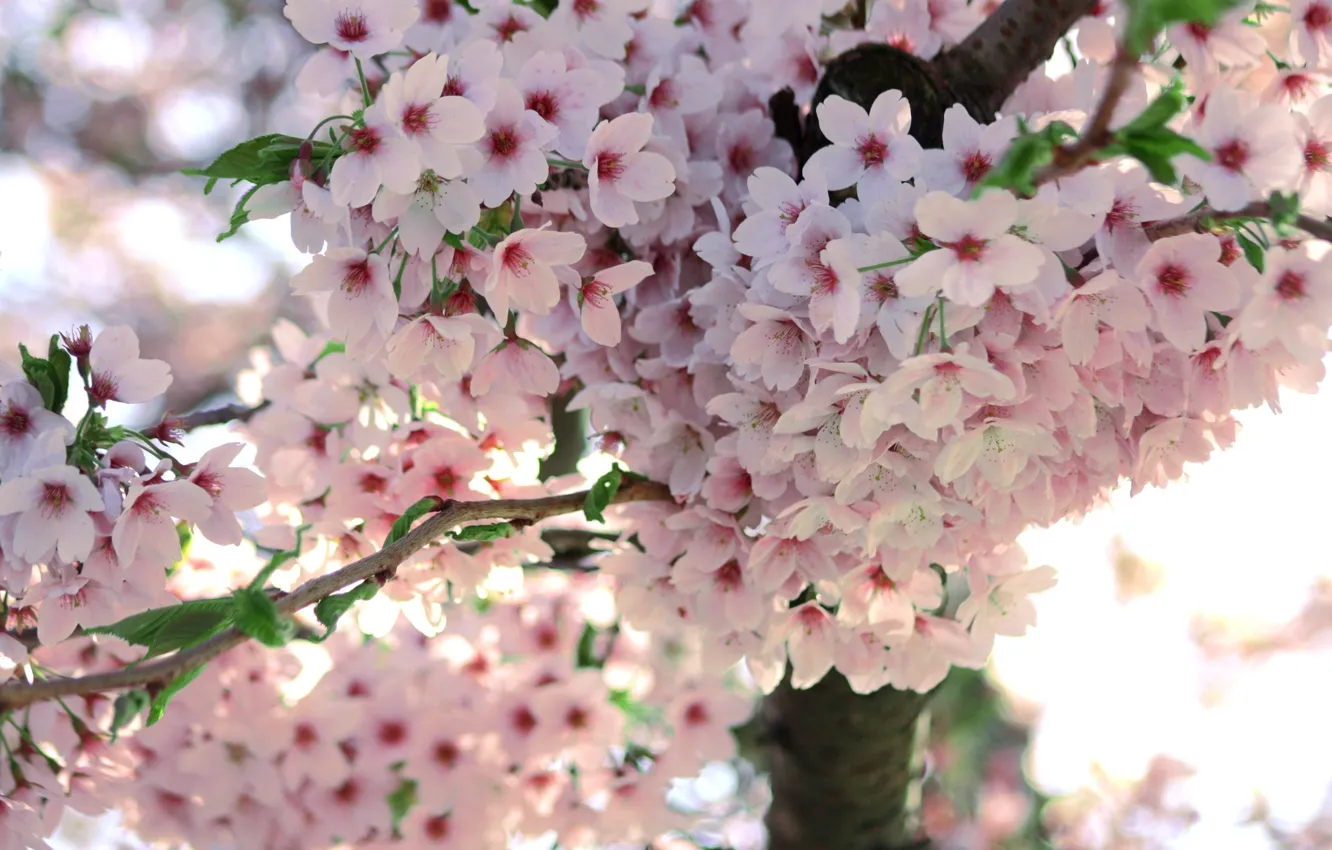 Фото обои макро, цветы, дерево, ветка, весна, сакура, цветение