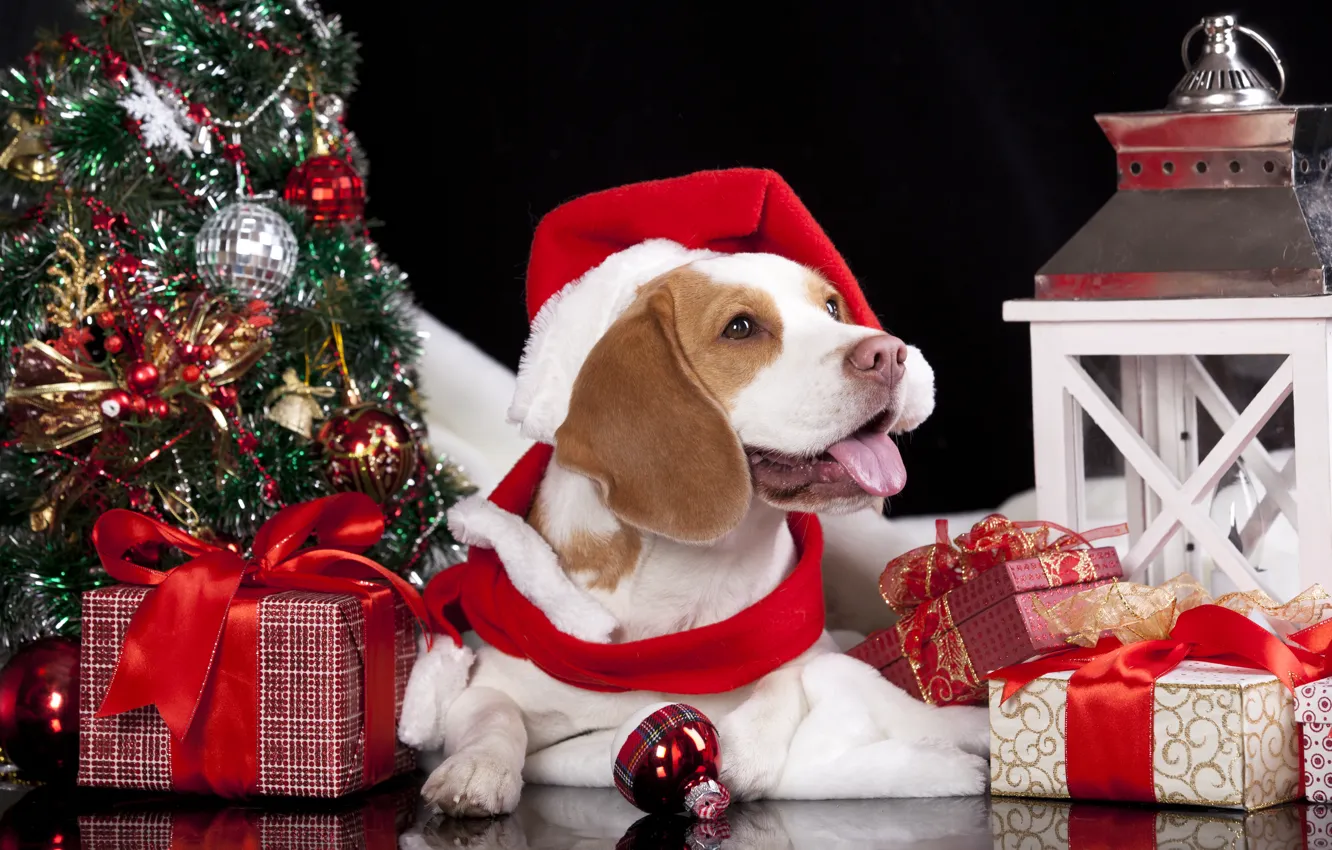 Фото обои собака, шарф, фонарь, подарки, ёлка, колпак