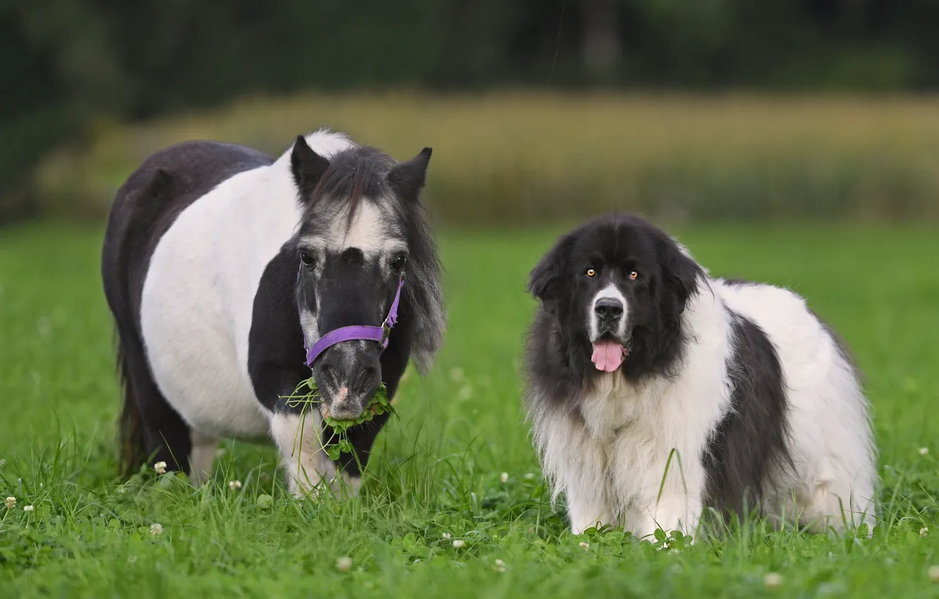 Фото обои трава, собака, пони, лошадка, Ландсир