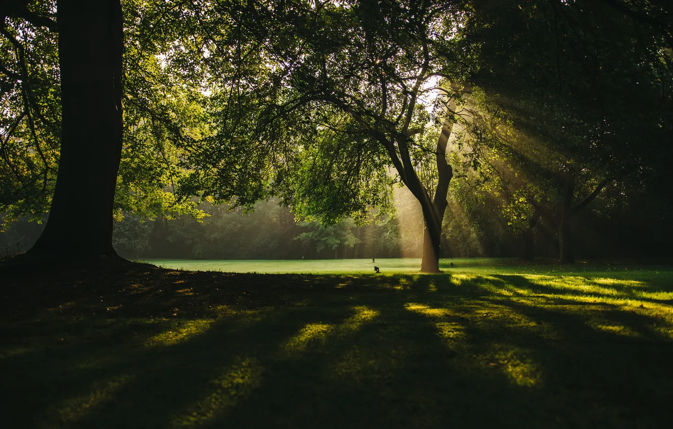 Фото обои forest, trees, landscape, sunlight