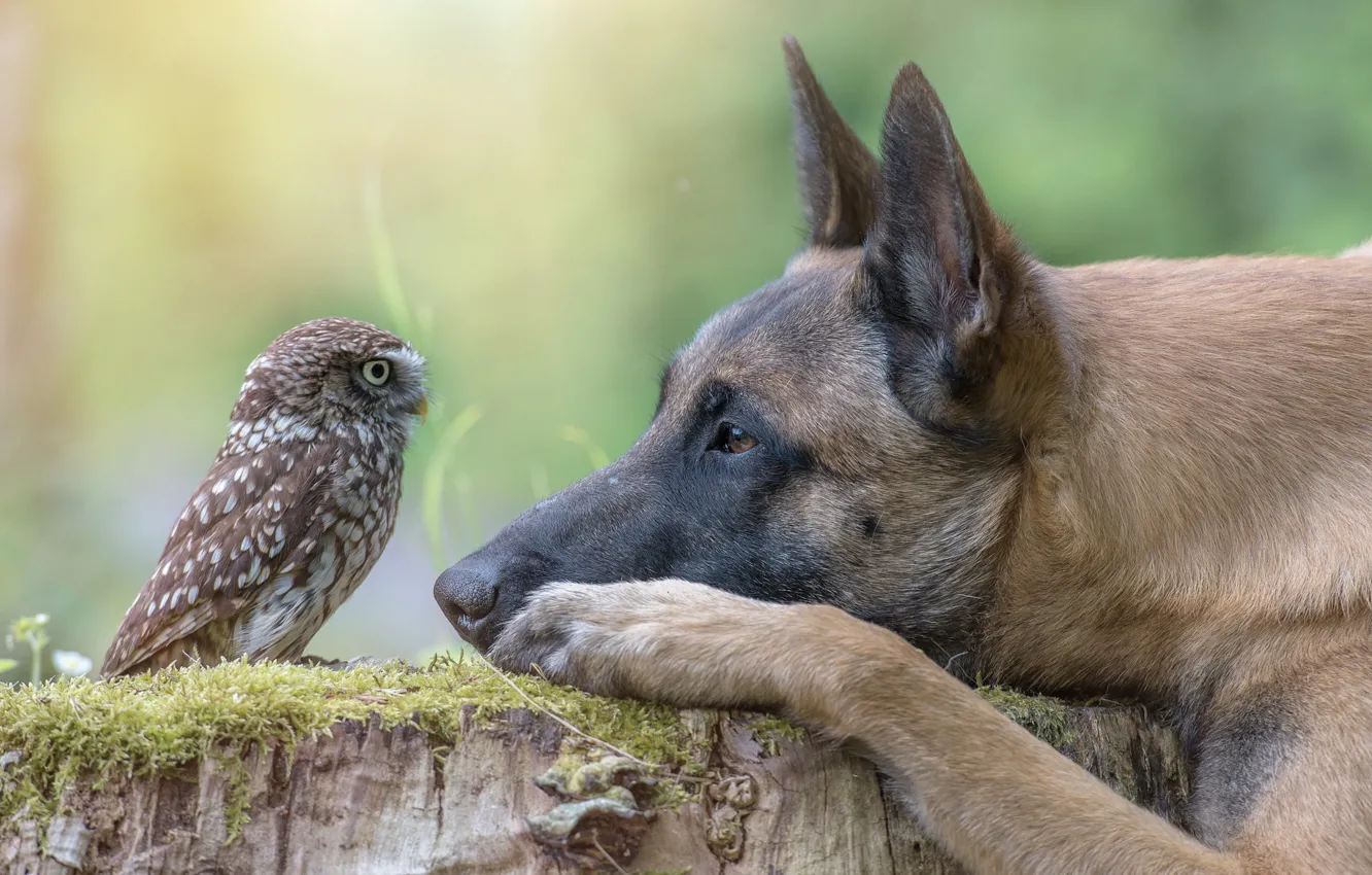 Фото обои животное, сова, птица, пень, собака, голова, профиль, пёс