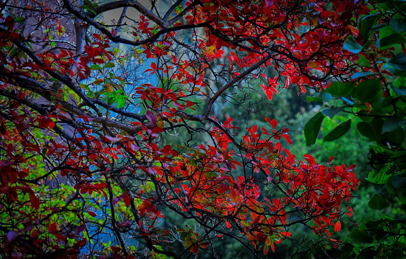 Фото обои осень, листья, деревья, ветка, багрянец