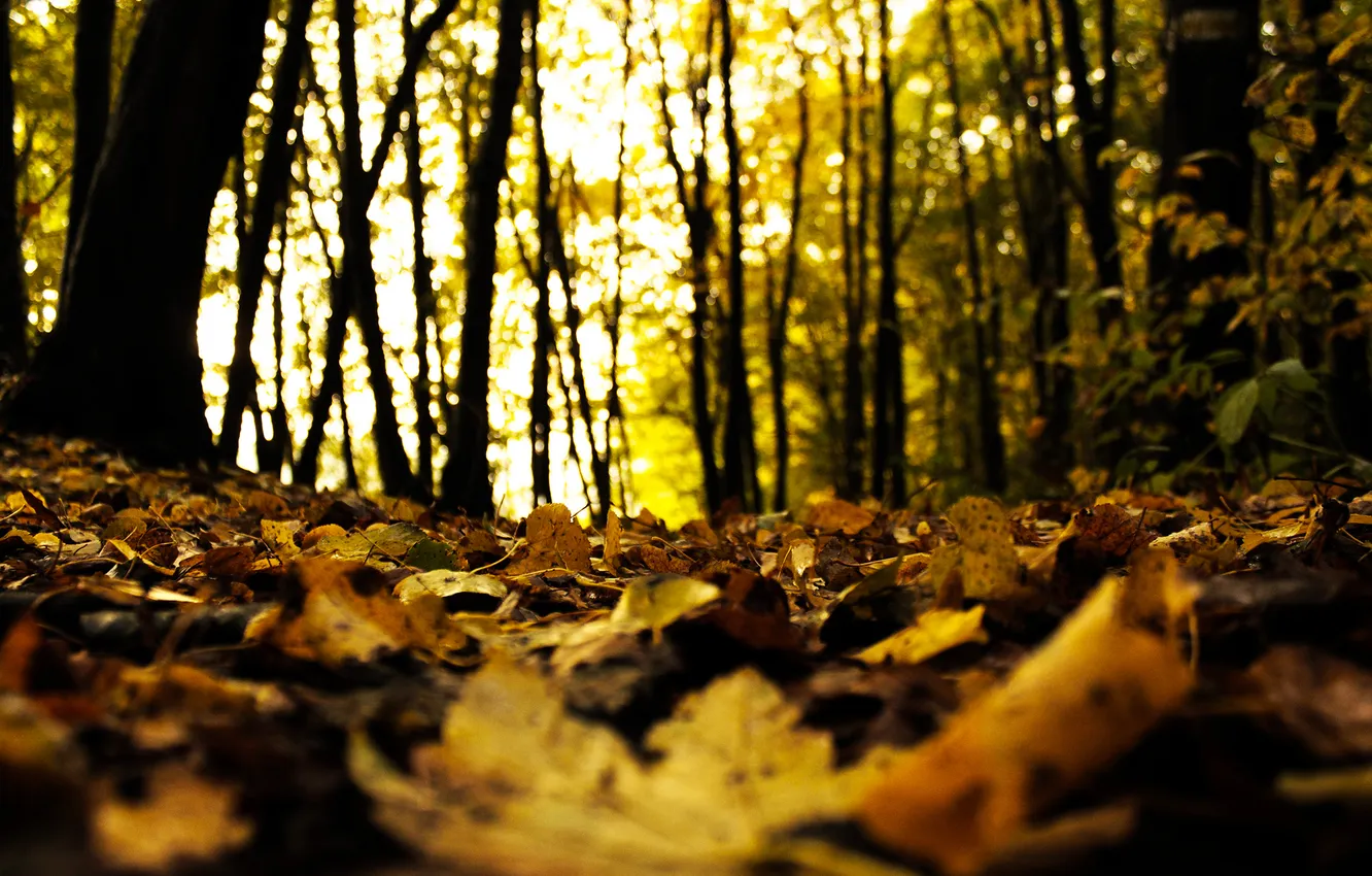 Фото обои осень, лес, листья, деревья, природа, размытость, сухие, опавшие