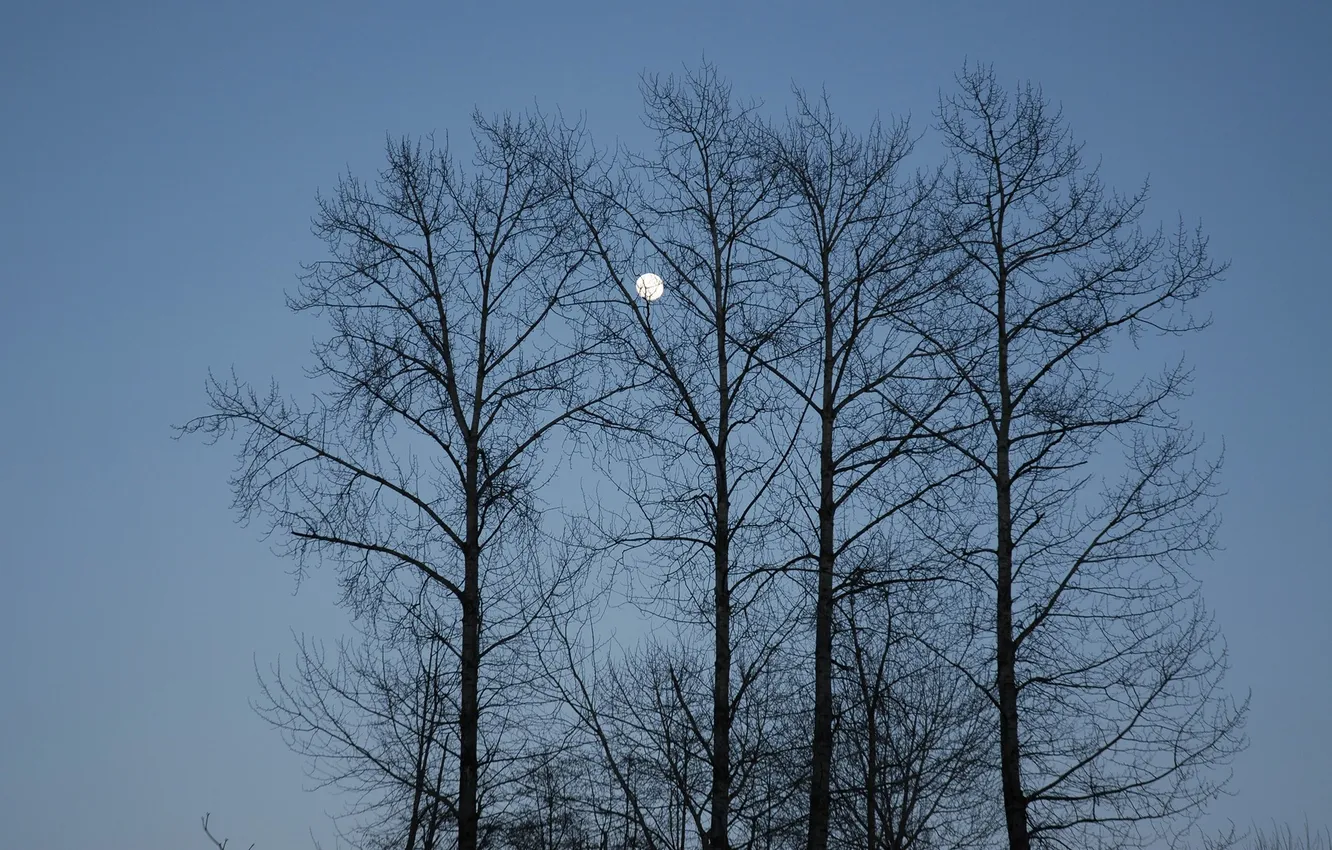 Фото обои небо, деревья, ветки, фото, луна