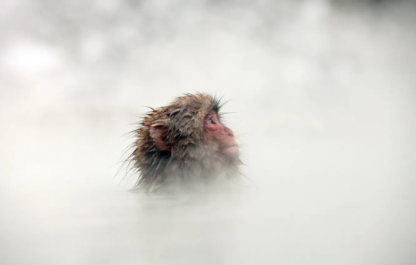Фото обои Japan, Nagano, Snow monkey
