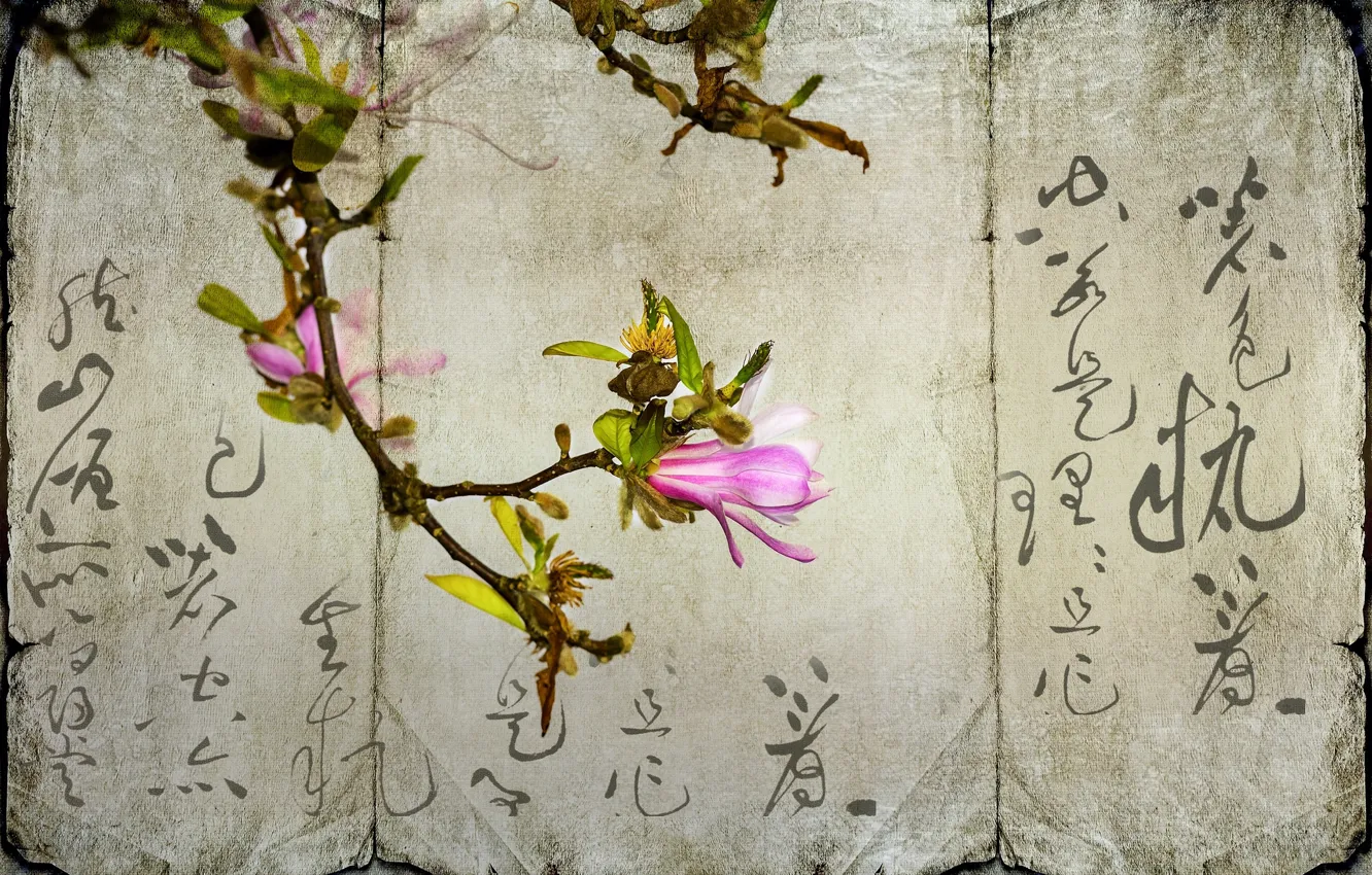 Фото обои цветок, бумага, иероглифы, магнолия