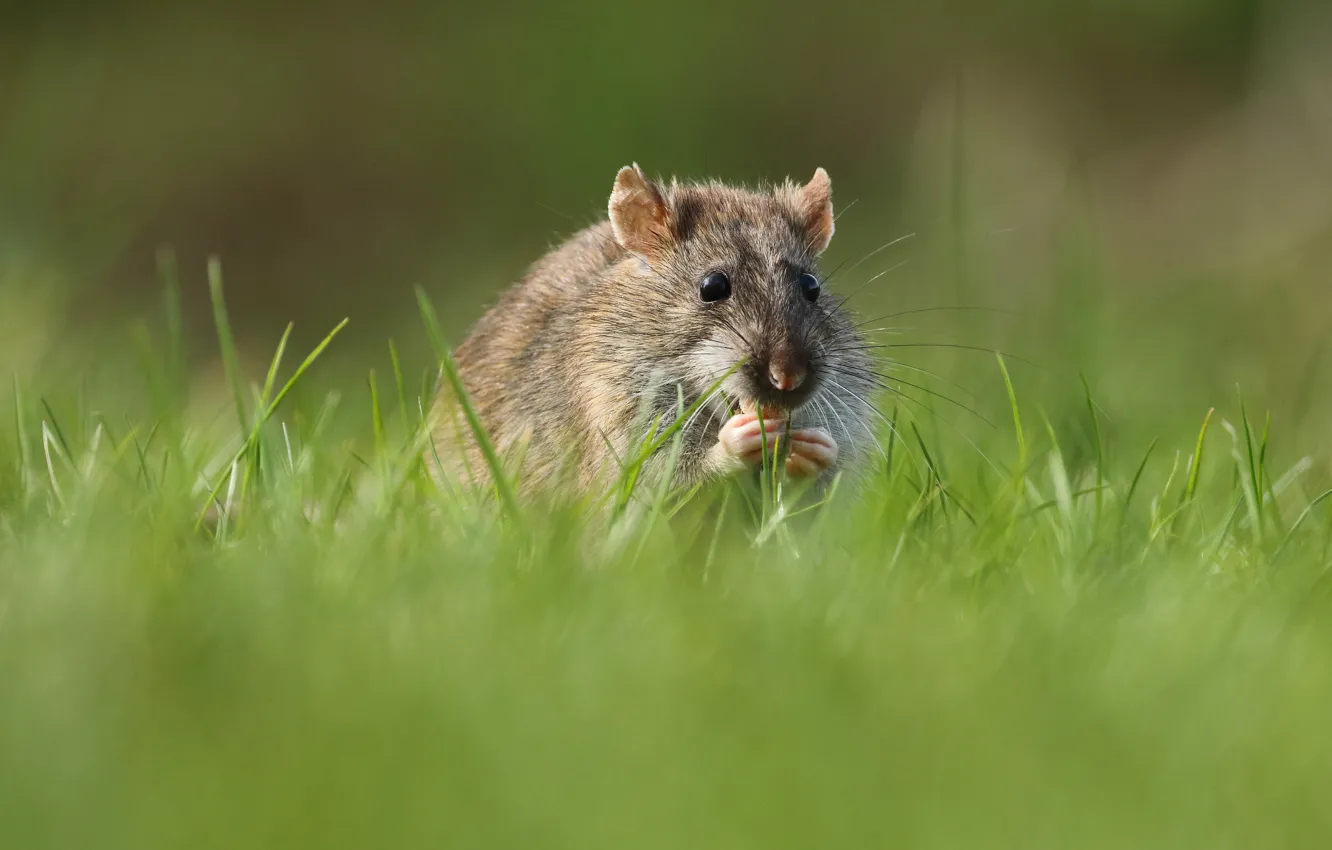 Фото обои трава, хомяк, мышь, крыса, грызун