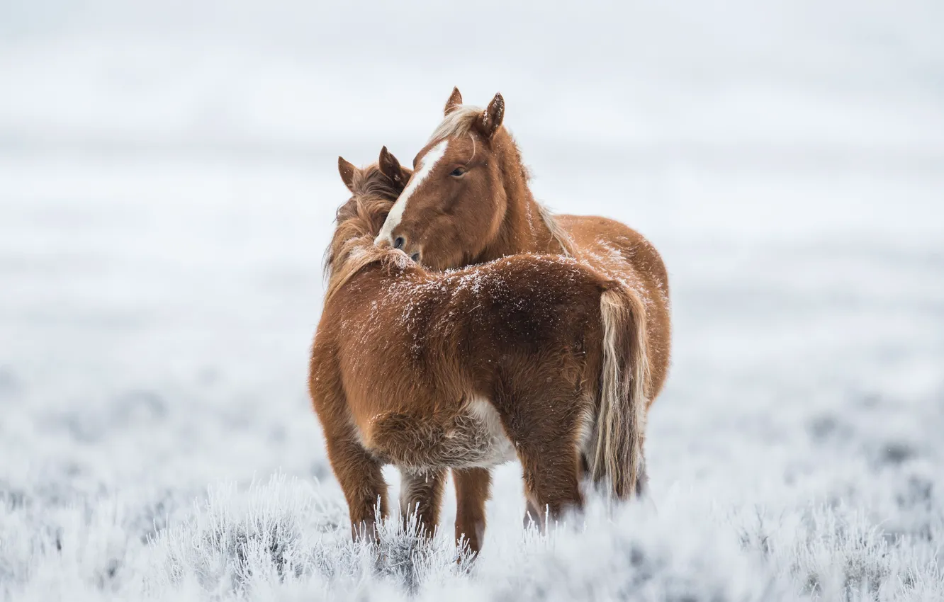 Фото обои холод, зима, кони