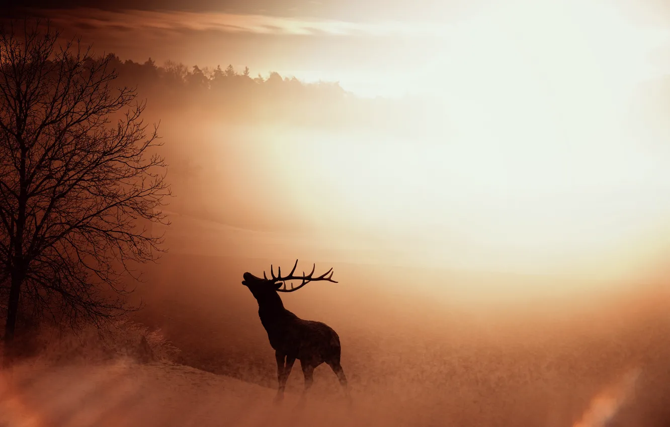 Фото обои nature, fog, sunrise, silhouette