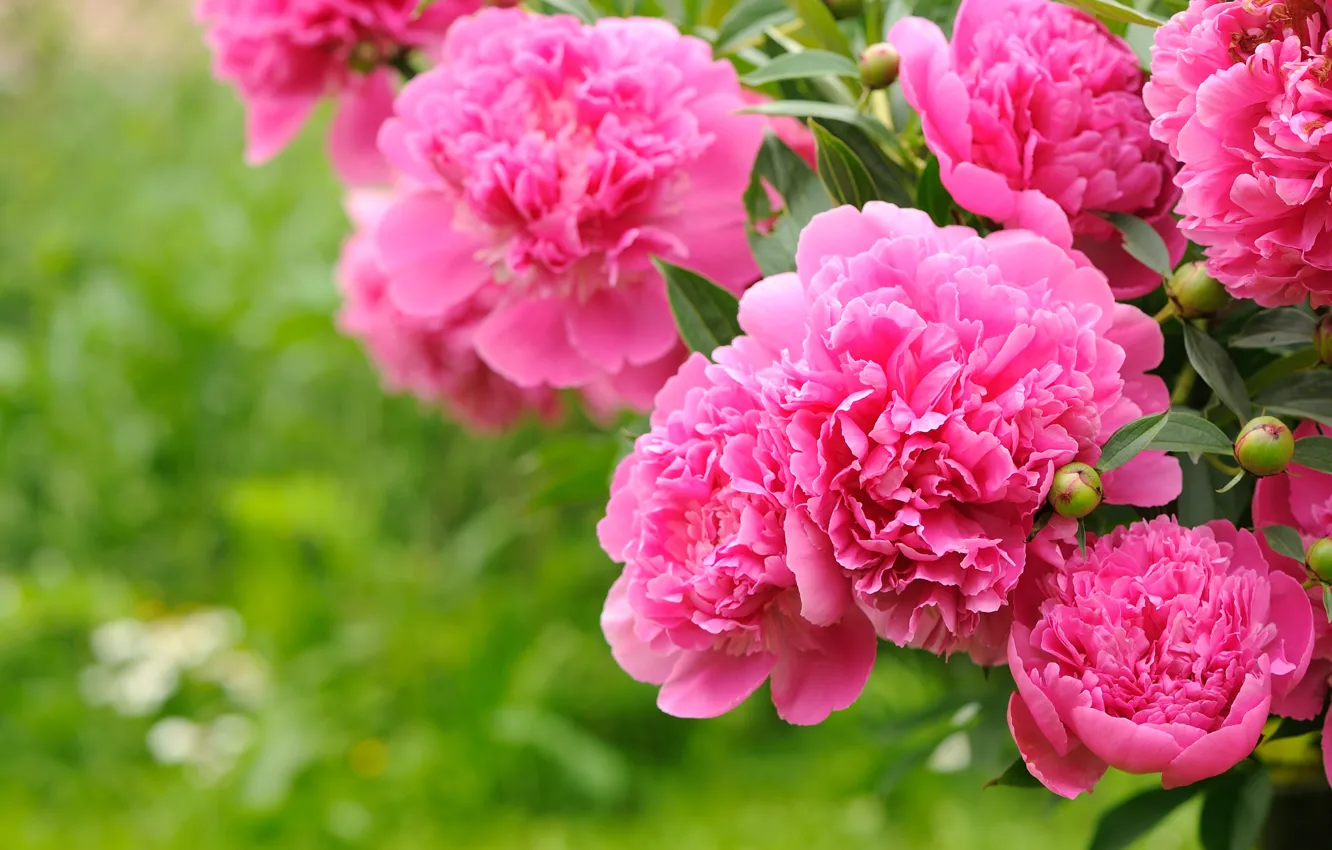 Фото обои листья, лепестки, сад, стебель, бутоны, пионы