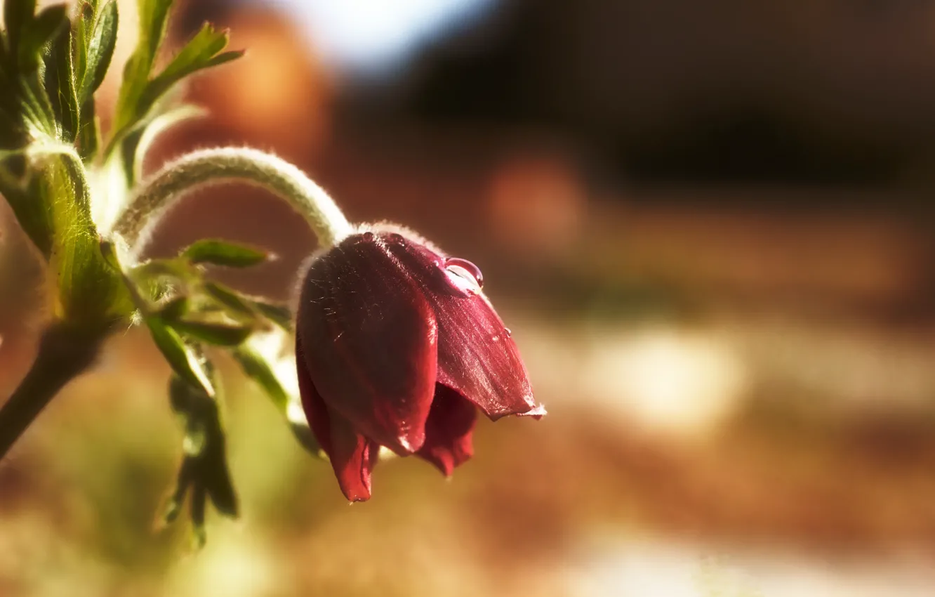 Фото обои цветок, капля, весна, подснежник, сон-трава