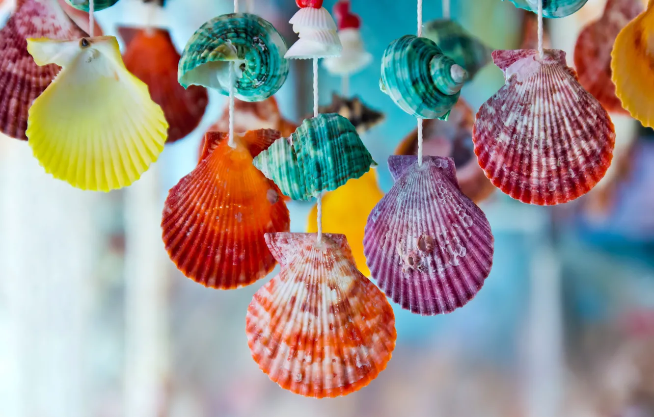 Фото обои colorful, ракушки, marine, seashells