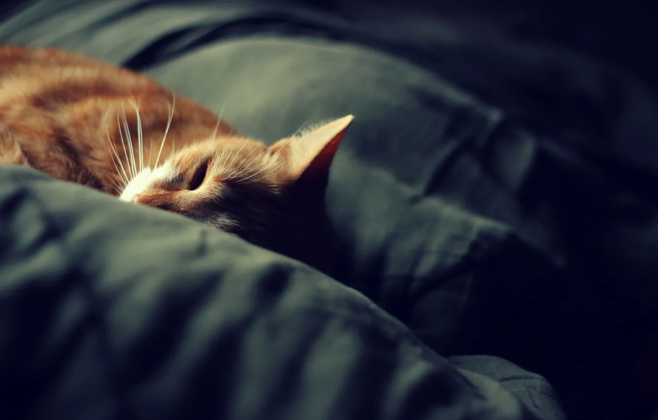 Фото обои кошка, сон, одеяло, cat