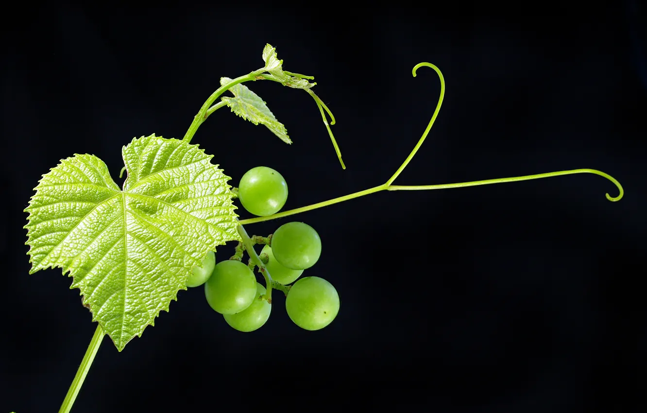 Фото обои листья, зеленый, ягоды, фрукт, виноград, черный фон