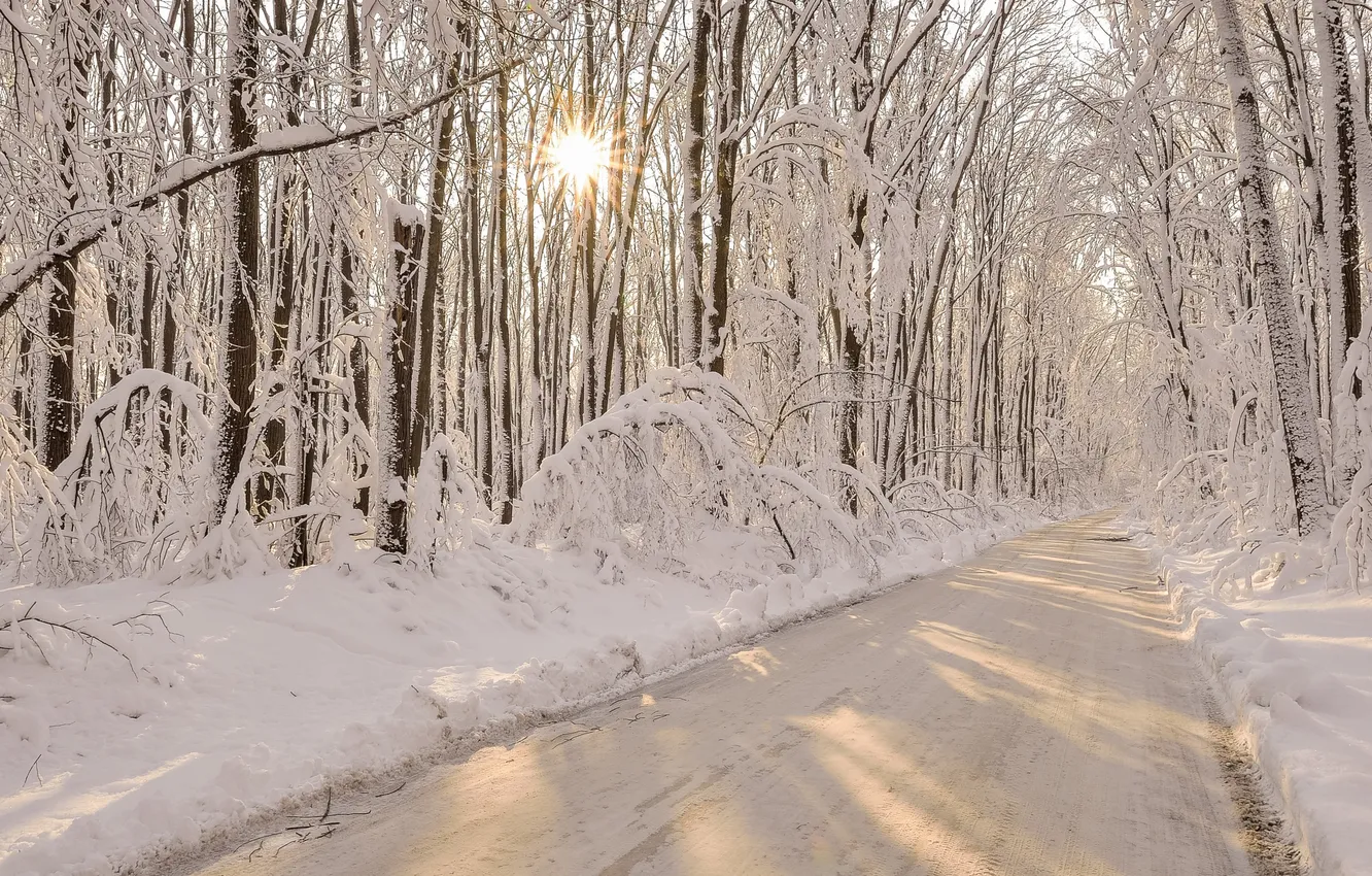 Фото обои зима, дорога, лес