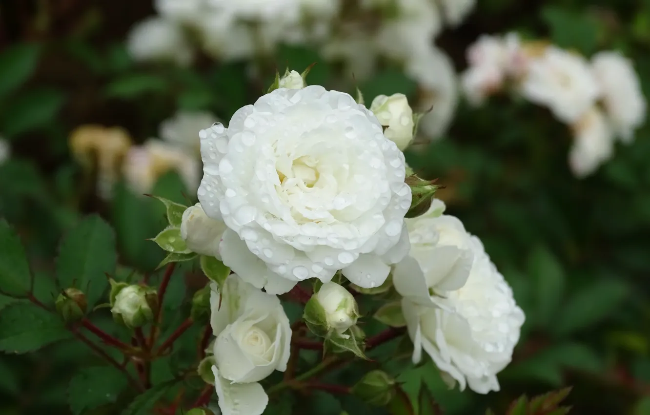 Фото обои Капли, Drops, White roses, Белые розы