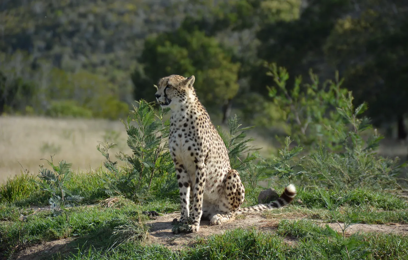 Фото обои South Africa, Гепард, Южная Африка, Cheetah, Wildlife, Дикая Природа