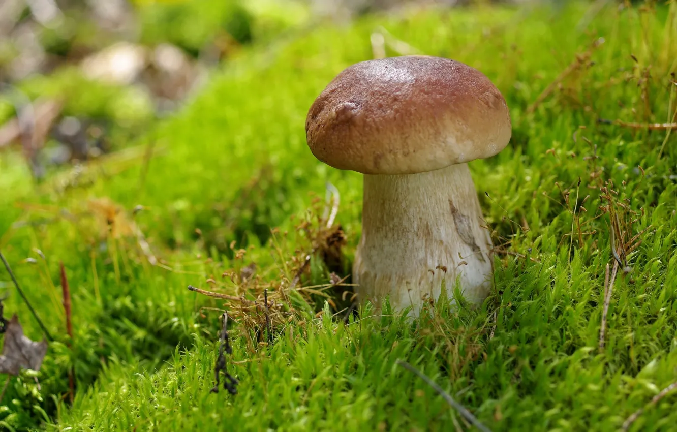 Фото обои гриб, мох, боровик